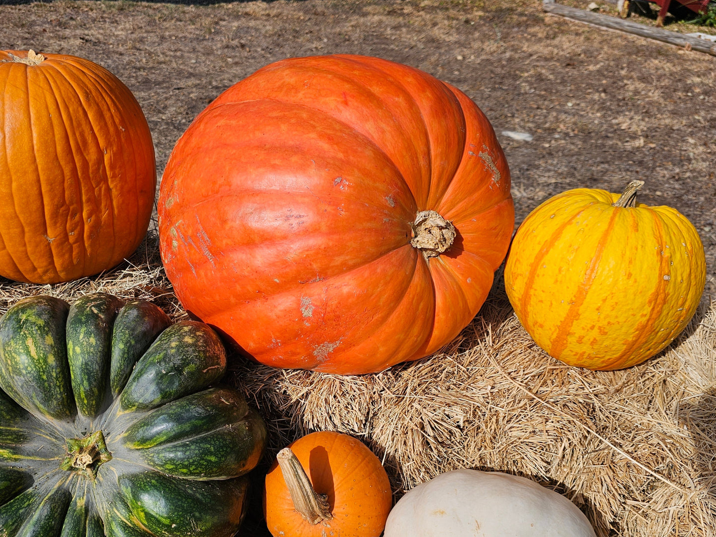 Blue Ribbon Pumpkin