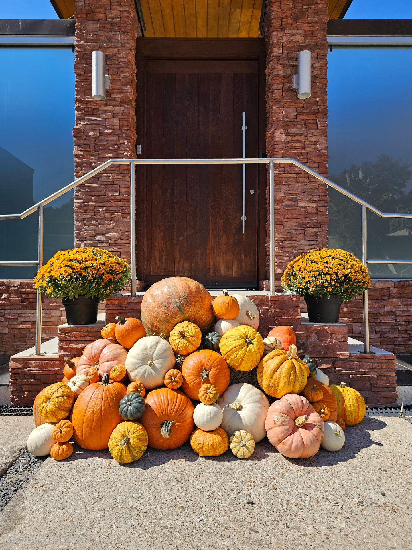 Blue Ribbon Pumpkin