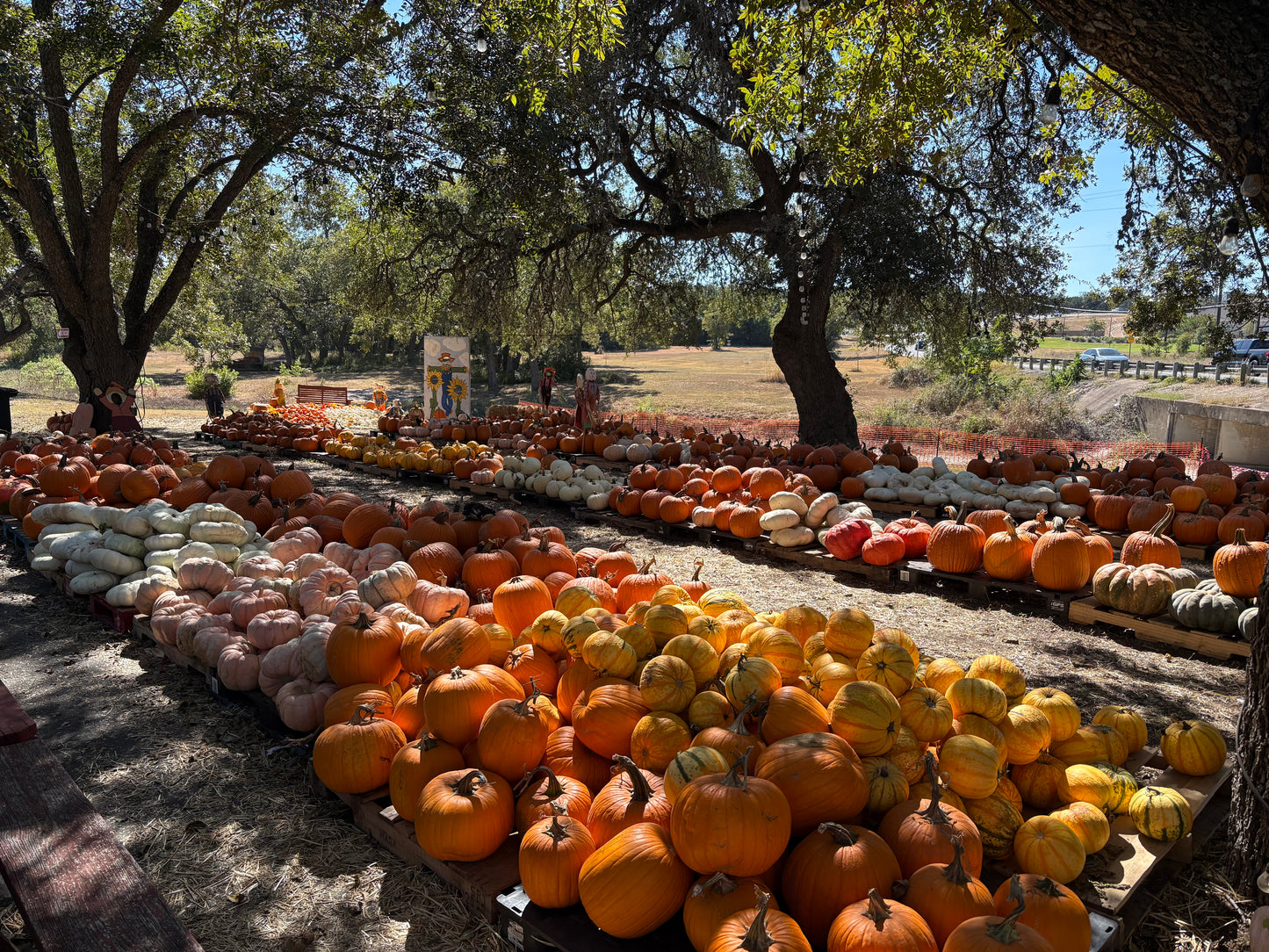 Residential Pumpkin Patch and Mini Hay Maze
