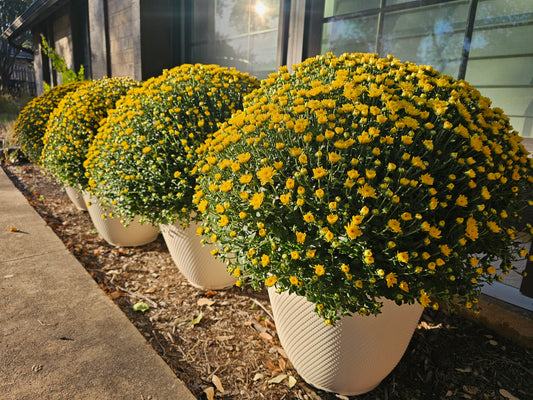 Large Yellow Mums
